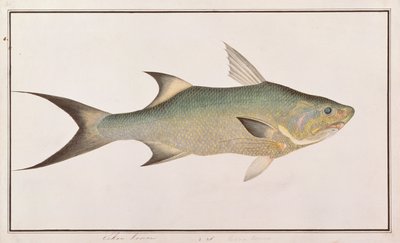 Pesce filo, da Disegni di pesci di Malacca, c.1805-18 da Chinese School